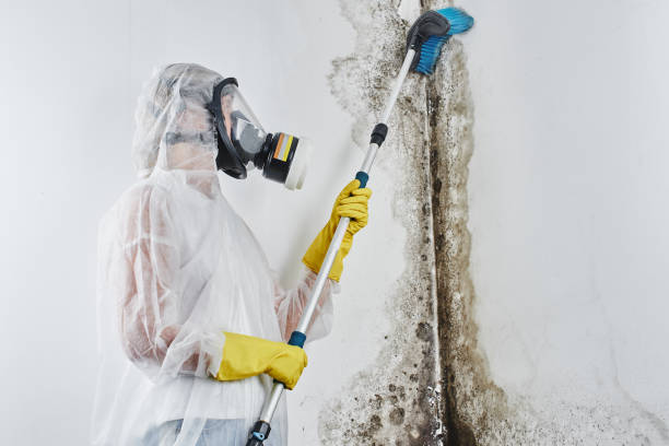 Best Commercial Mold Removal  in Enoch, UT