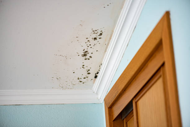 Best Home Mold Removal  in Enoch, UT