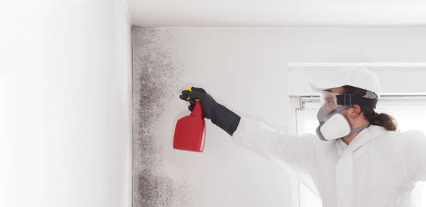 Best Black Mold Removal  in Enoch, UT