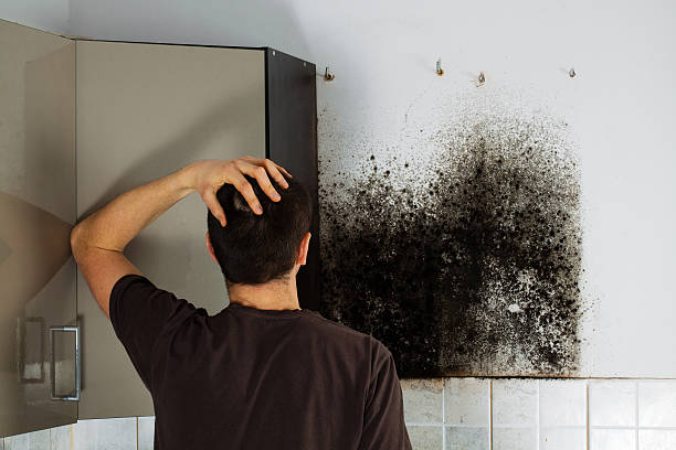 Mold Testing and Removal in Enoch, UT