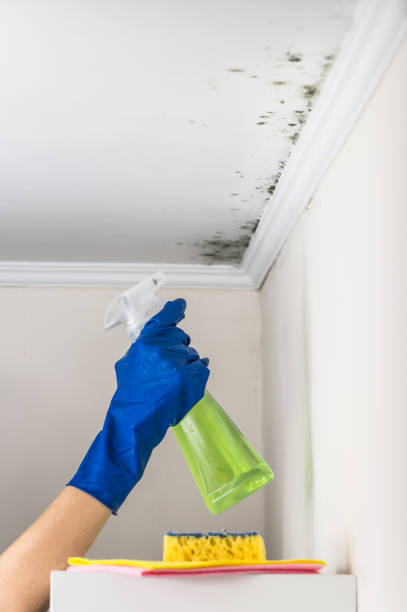 Best Office Mold Removal Services  in Enoch, UT
