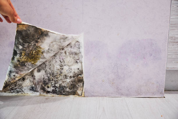 Best Mold Testing  in Enoch, UT